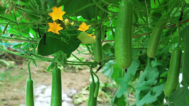 Rau màu Đông Nam Bộ