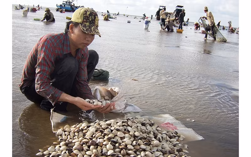 Nghêu nuôi tại Bến Tre bị chết do độ mặn tăng cao và nắng nóng.
