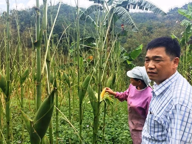 Chủ tịch xã Thịnh Vượng (huyện Nguyên Bình) cùng người dân giữa đồi ngô bị cào cào ăn trụi lá.