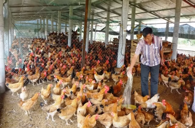 Một trang trại nuôi gà tại huyện Bố Trạch (Quảng Bình).