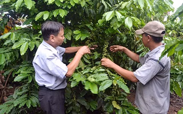 Cán bộ Trạm khuyến nông huyện Thống Nhất hướng dẫn nông dân xã Hưng Lộc trồng cà-phê bằng các giống mới có năng suất cao, chất lượng tốt. Ảnh: THANH CẢNH