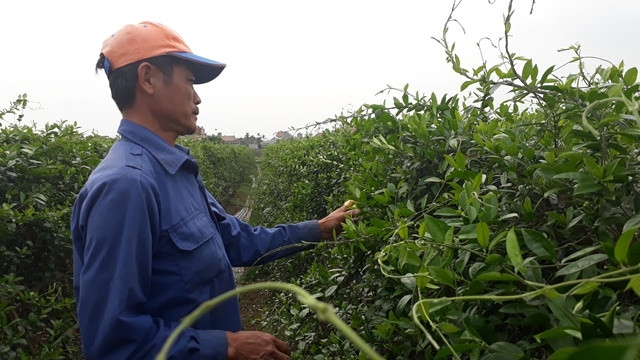 Người dân tại vùng trồng Hải Hậu, Nam Định chăm sóc dây thìa canh.