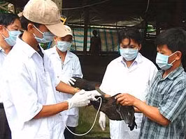 Tiêm phòng văcxin cúm gia cầm
tại xã An Thạnh Thủy, huyện Chợ Gạo (Tiền Giang).