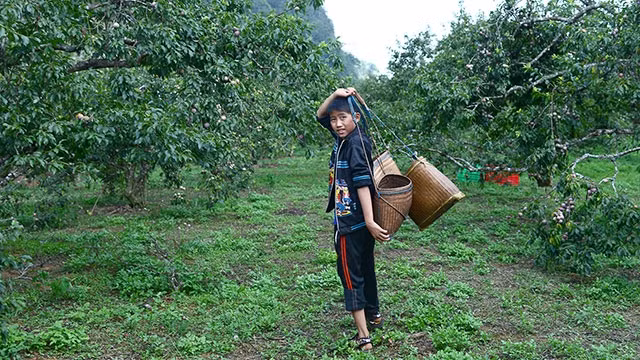 Phụ giúp gia đình hái mận.