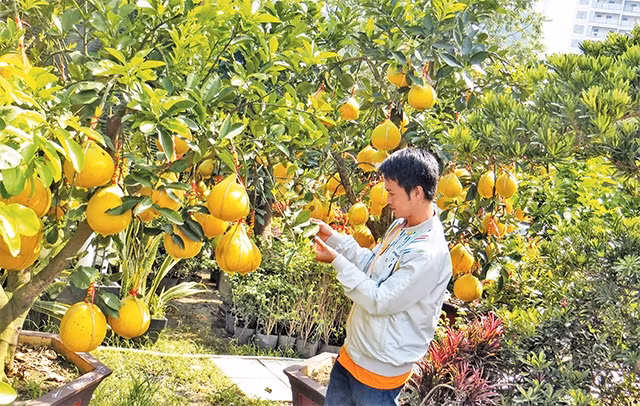 Nhân viên cửa hàng cây cảnh Minh Tân (quận 2) chăm sóc bưởi Diễn.