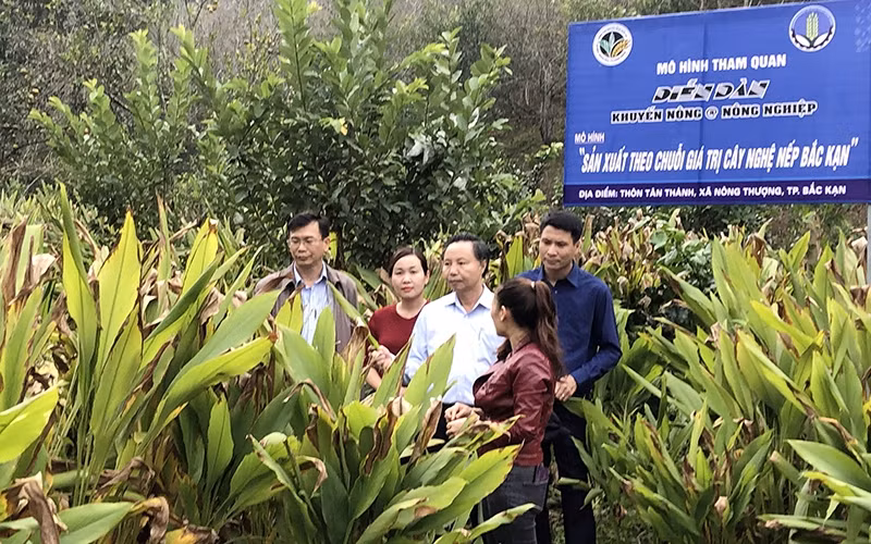 Mô hình “Sản xuất theo chuỗi giá trị cây nghệ nếp Bắc Kạn” của HTX Nông nghiệp Tân Thành, xã Nông Thượng, TP Bắc Kạn.