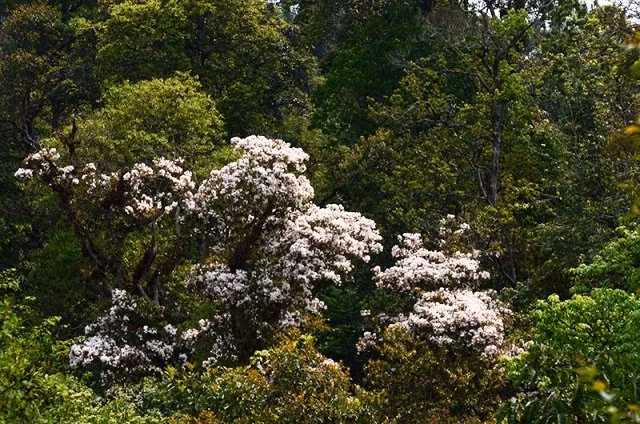 Hoa Đỗ Quyên ở núi rừng Hoàng Liên - Sa Pa.