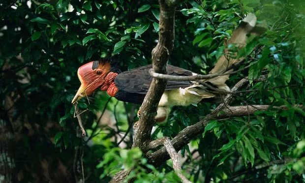 Chim hồng hoàng có phân bố hẹp.