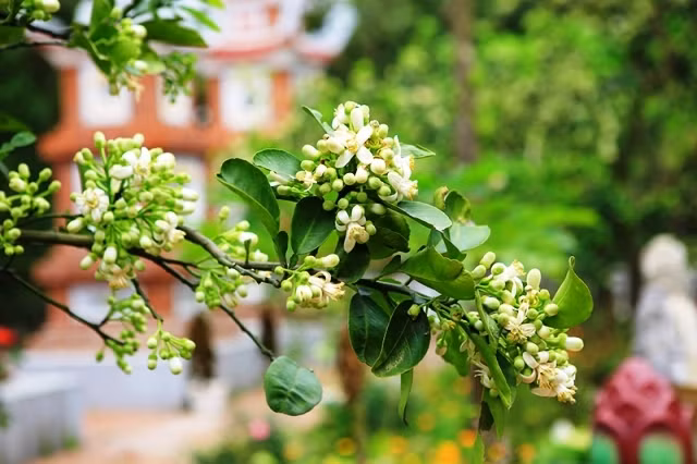 Hoa bưởi thường nở thành chùm to trắng muốt, tinh khôi và chỉ nở trong 3 tới 4 tuần rồi đậu trái.