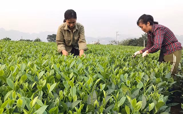 Công nhân công ty thu hoạch chè. Ảnh: VĂN NHO