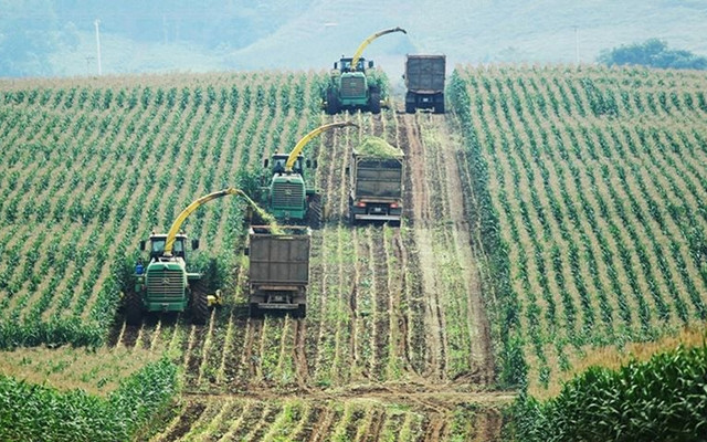 Thu hoạch ngô làm thức ăn cho bò sữa tại Nghệ An.