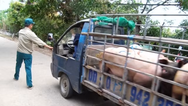 Trong ngày 23-5, thương lái vẫn thu gom, vận chuyển lợn ở trong vùng có dịch