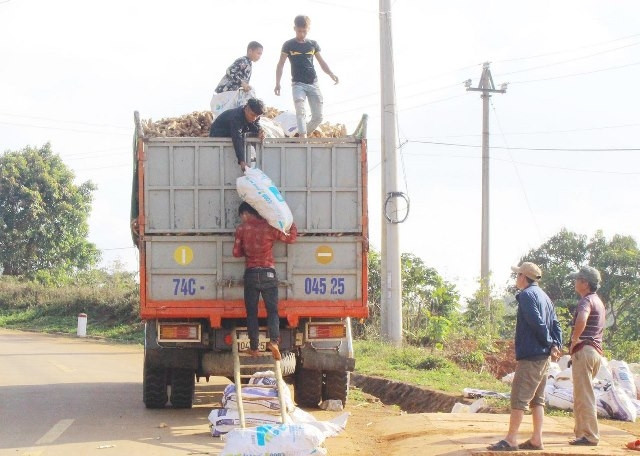 Người dân tộc thiểu số ở Hướng Hóa vận chuyển sắn tươi đến bán cho nhà máy.