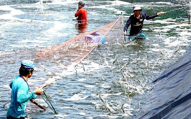 Nuôi trồng và thu hoạch tôm siêu thâm canh tại huyện Cái Nước (Cà Mau). 