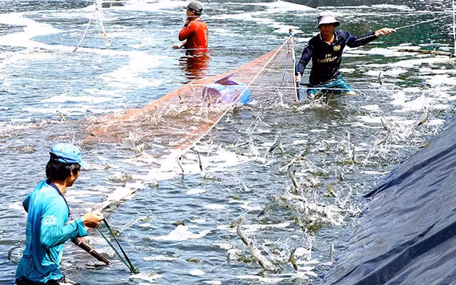 Nuôi trồng và thu hoạch tôm siêu thâm canh tại huyện Cái Nước (Cà Mau). 