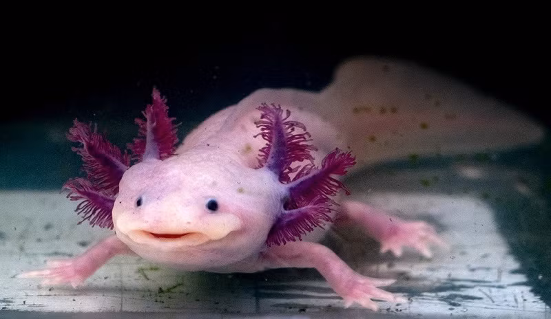Vì con người sở hữu các gen tương tự như axolotl, các nhà nghiên cứu cho biết, một ngày nào đó họ có thể khám phá ra cách kích hoạt chúng để giúp tăng tốc độ chữa lành vết thương hoặc tái tạo mô. Ảnh: