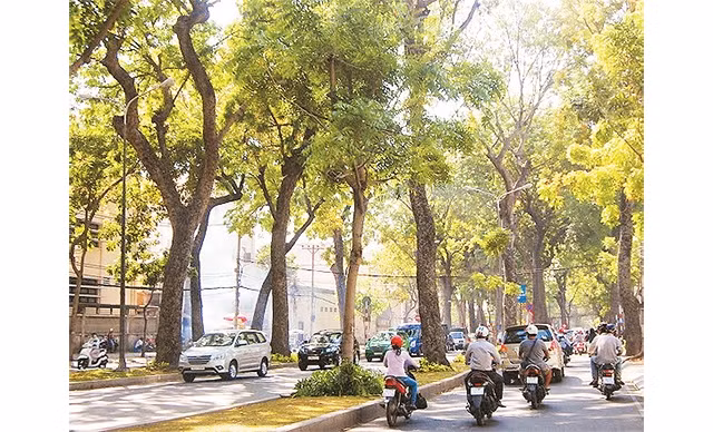 TP Hồ Chí Minh cần sớm ban hành tiêu chí về tuổi thọ của cây xanh, danh mục chủng loại cần bảo tồn, để quản lý cây xanh đô thị một cách hiệu quả.