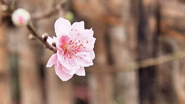 Như giấc đào phai