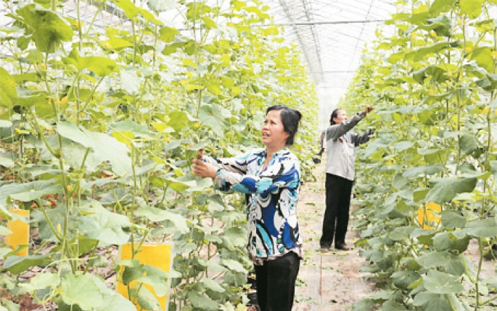 Ứng dụng công nghệ cao vào phát triển cây trồng tại Công ty cổ phần Đầu tư phát triển nông nghiệp công nghệ cao Toàn Cầu (xã Phương Đình, huyện Đan Phượng). Ảnh: BÁ HOẠT