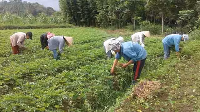 Thu hoạch đương quy tại vùng trồng ở xã Quyết Tiến, huyện Quản Bạ, tỉnh Hà Giang.