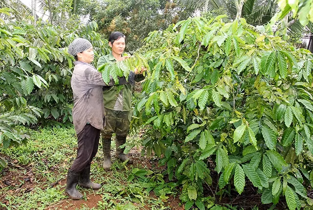 Người dân xã Ea Nuôi, huyện Buôn Ðôn (Ðác Lắc) tăng diện tích trồng cà-phê nhờ nguồn vốn vay từ Ngân hàng Chính sách xã hội. Ảnh: HỒNG HẠNH