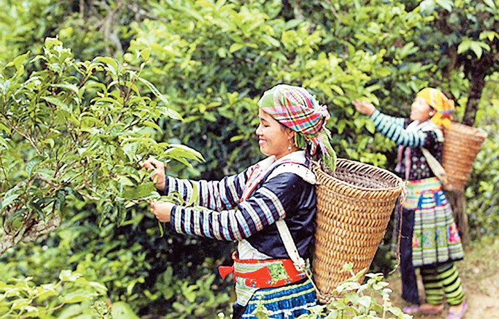 Hai tay nâng chén chè | Báo Nhân Dân điện tử
