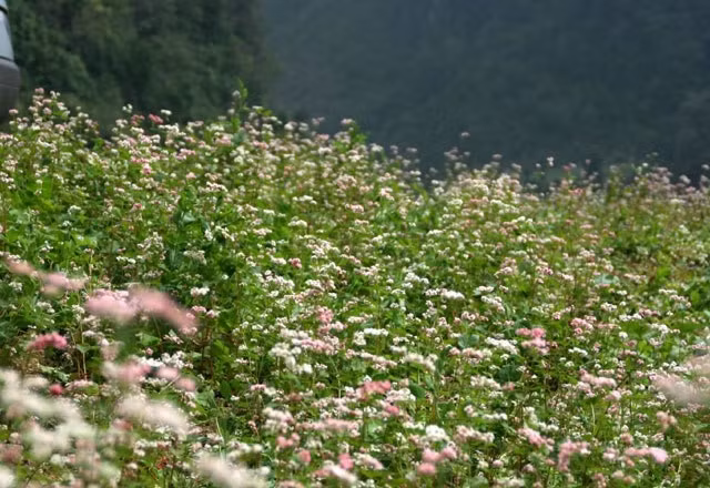  Hà Giang “xuống núi” quảng bá lễ hội hoa tam giác mạch