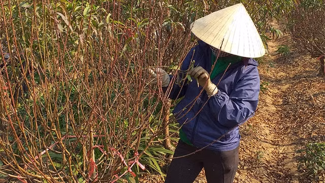 Người trồng đào thấp thỏm với thời tiết dịp Tết.