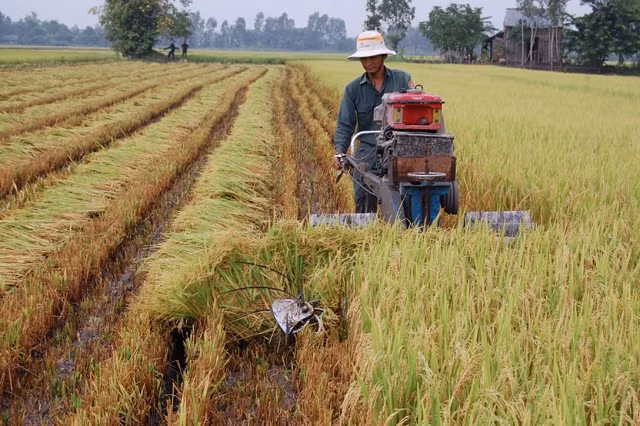 Thu hoạch lúa chất lượng cao trên cánh đồng của HTX Mỹ Thành, huyện Cai Lậy (Tiền Giang).