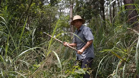 Ông Lý Văn Tư (thôn Bản Rỵ, xã Hữu Khánh, huyện Lộc Bình) chăm sóc rừng thông.