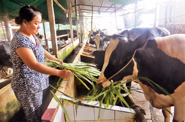 Một hộ chăn nuôi bò sữa ở Củ Chi.