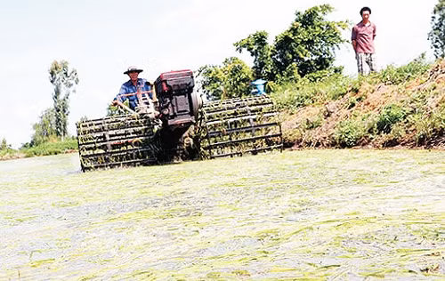 Nhiều nông dân tỉnh Kiên Giang phải bỏ lúa mới gieo xạ vì bị chết do nước mặn xâm lấn. Ảnh: HỮU KHOA