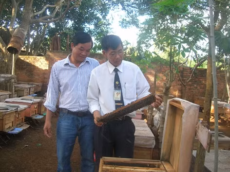 Anh Hoàng Văn Hoài ở huyện Krông Pác (Ðác Lắc) kiểm tra chất lượng đàn ong.