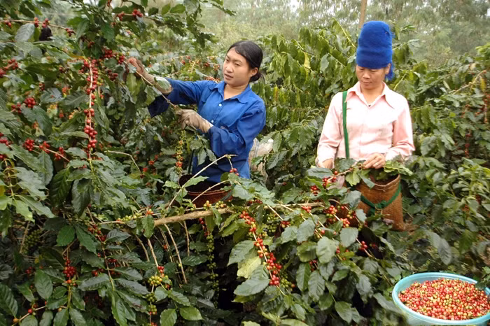 Kim ngạch xuất khẩu cà phê hướng tới mục tiêu sáu tỷ USD năm 2030.