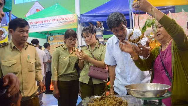 Du khách được người dân trồng sâm ở địa phương giới thiệu, hướng dẫn cách phân biệt củ sâm Ngọc Linh thật với các loại sâm giả.