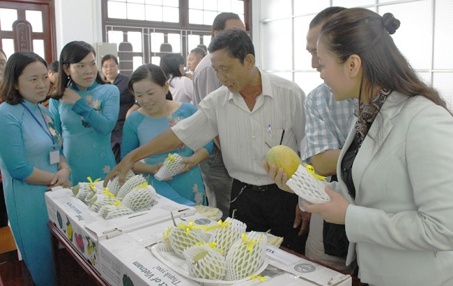 Trái xoài Vĩnh Long ngày càng được nâng cao vị thế trên thị trường thế giới.