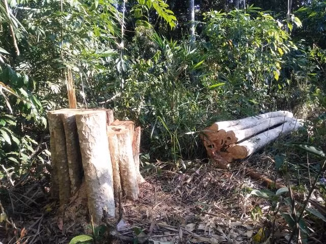 Nhiều cây gỗ bằng lăng có đường kính lớn tại Tiểu khu 1488 bị lâm tặc triệt hạ, khai thác trái phép.