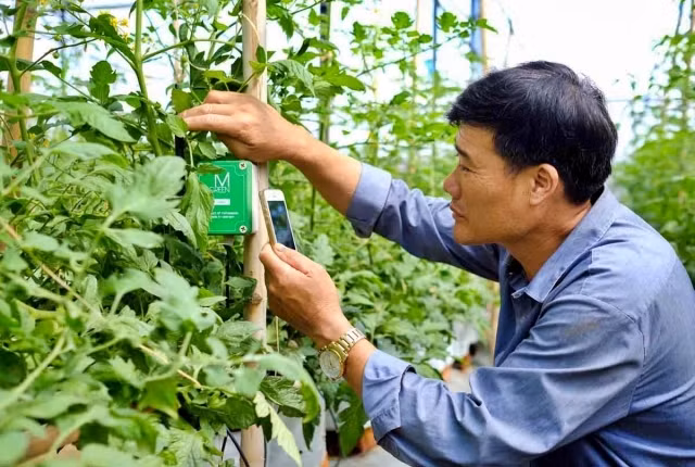 Ứng dụng công nghệ thông minh trong sản xuất nông nghiệp tại Lâm Đồng.