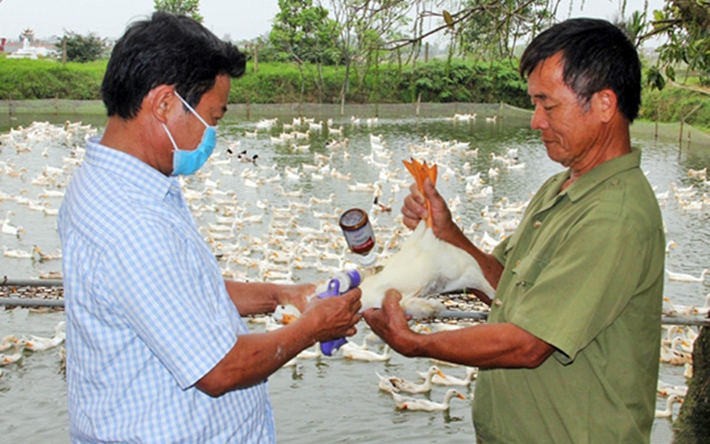 Cán bộ thú y tiêm phòng bệnh cho đàn gia cầm tại xã Thạch Thắng, huyện Thạch Hà (Hà Tĩnh). Ảnh: HỮU TRUNG