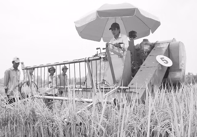 Nông dân huyện Cờ Đỏ thu hoạch lúa chất lượng cao.