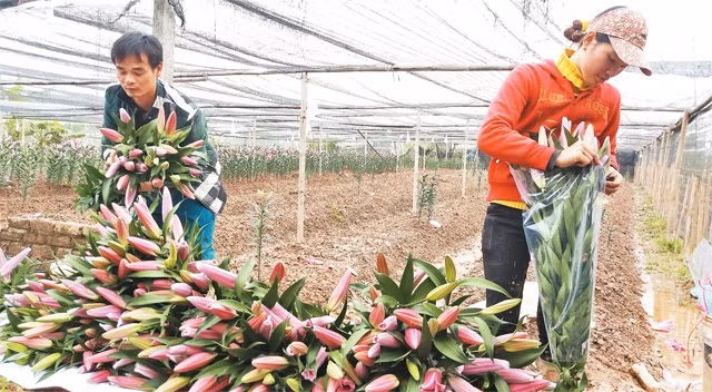 Nông dân Tây Tựu thu hoạch hoa ly nở sớm.