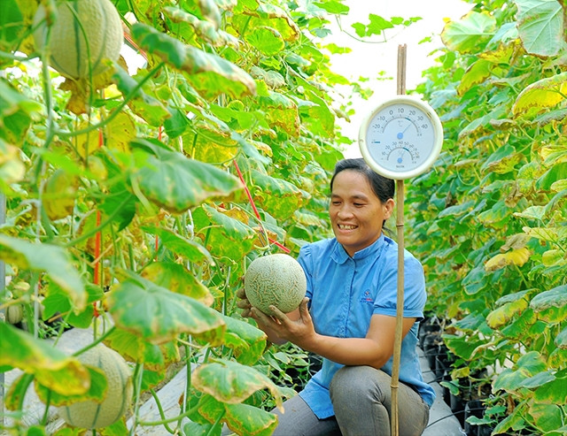 Sản xuất dưa an toàn, chất lượng cao bằng hệ thống nhà màng ở thôn Bái Thượng, xã Toàn Thắng, huyện Gia Lộc, tỉnh Hải Dương.