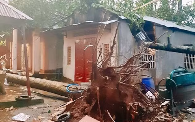 Cây xanh lâu năm bị bật gốc do mưa lốc.