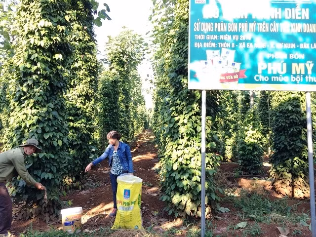 Phân bón Phú Mỹ giúp nông dân lợi nhuận hơn 230 triệu đồng/ha tiêu