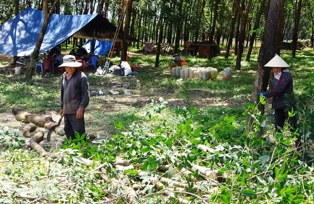 Chặt cao-su bàn giao mặt bằng khu tái định cư Lộc An - Bình Sơn.