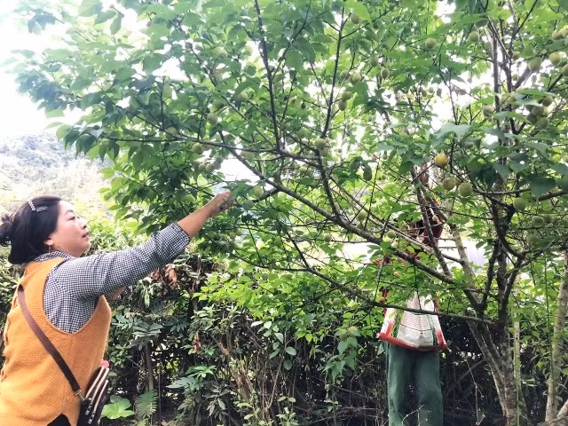 Công ty TNHH Việt Nam Misaki kiểm tra chất lượng mơ quả tại vùng mơ Cao Kỳ, Chợ Mới.