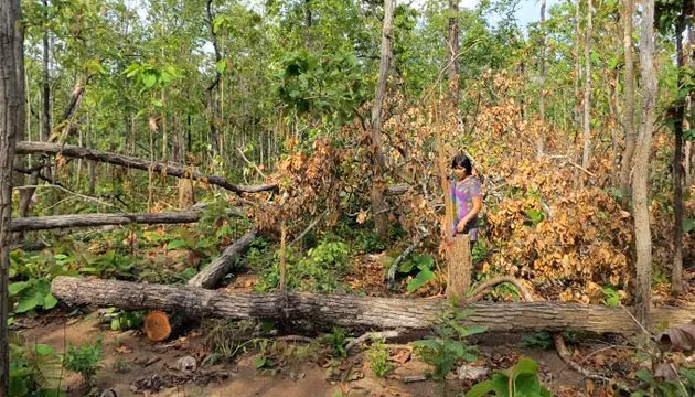 Rừng sinh thái Bản Đôn, huyện Buôn Đôn bị tàn phá. (Ảnh minh họa)