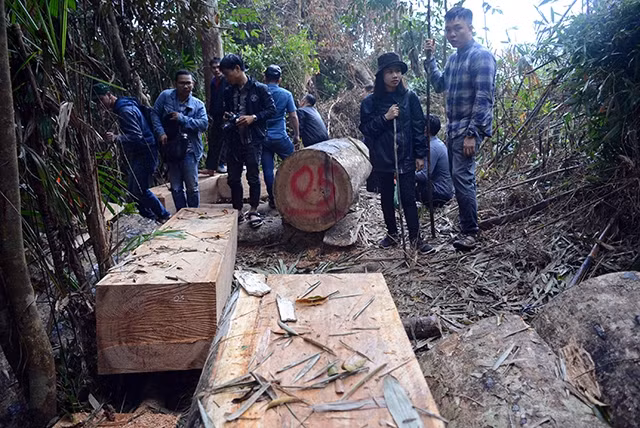 Nhiều cây rừng tại rừng phòng hộ Sông Kôn bị chặt phá.