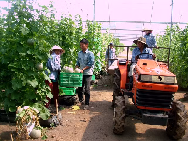 Thu hoạch dưa lưới tại Khu nông nghiệp ứng dụng công nghệ cao An Thái.