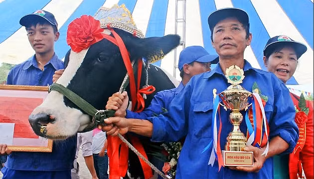 Gia đình có bò đạt giải Hoa hậu bò sữa năm 2014.
